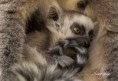 /album/zoo/img-1061-masolata-jpg/